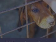 OAB Blumenau lança cartilha sobre Direitos dos Animais