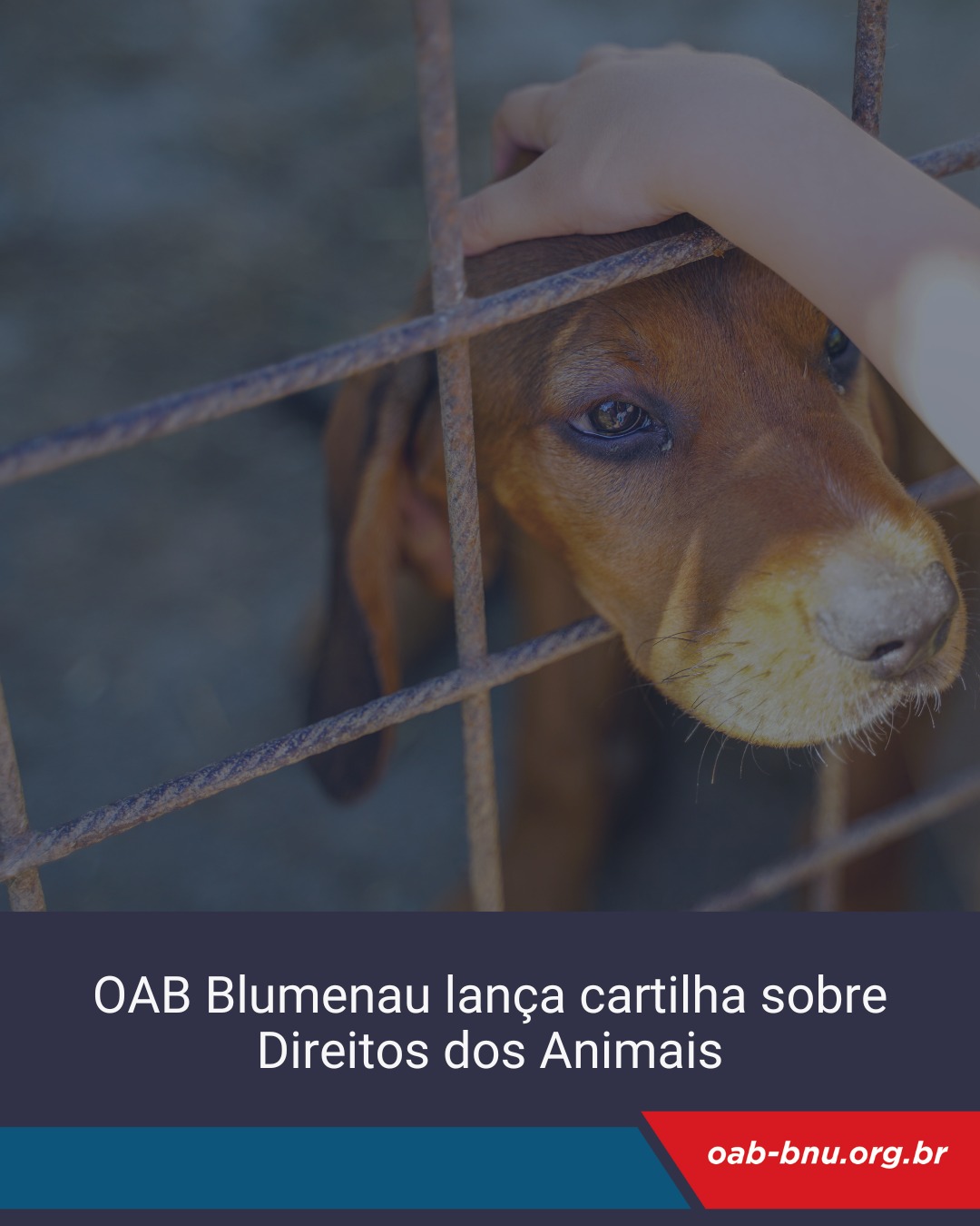 OAB Blumenau lança cartilha sobre Direitos dos Animais OAB Blumenau lança cartilha sobre Direitos dos Animais