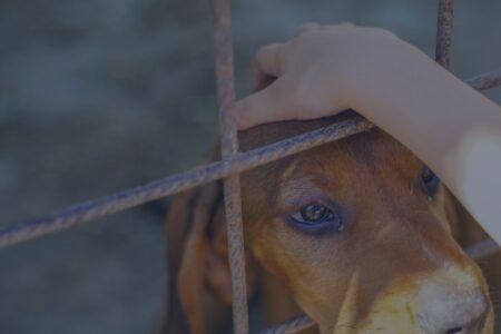 OAB Blumenau lança cartilha sobre Direitos dos Animais